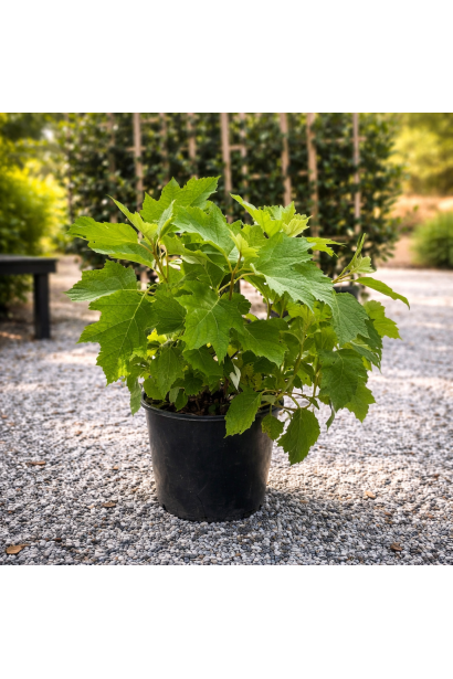 Гортензія дуболиста Аліса купити п9, 0,5л, р9